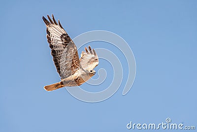 Buzzard, Buteo rufinus, flies against the blue sky Stock Photo