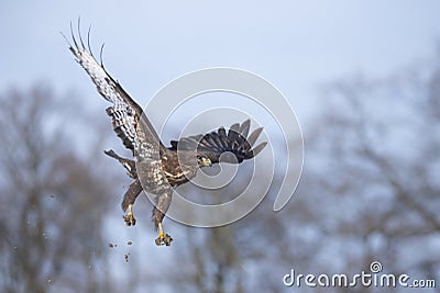 buzzard in flight Stock Photo