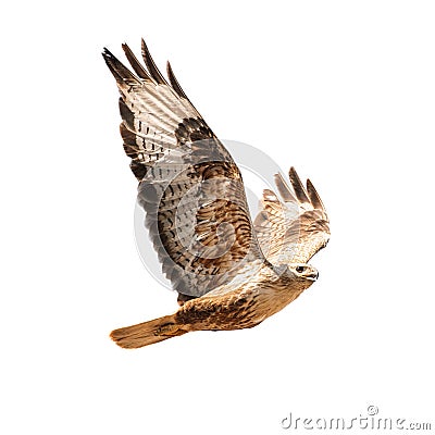 Buzzard in flight isolated on white. Buteo rufinus Stock Photo