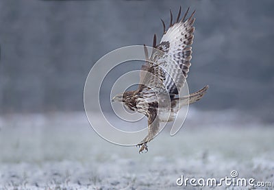 Buzzard takes off Stock Photo