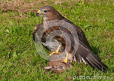 Buzzard with prey Stock Photo