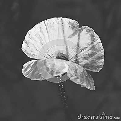 BW poppy flower growing in a sunny garden Stock Photo