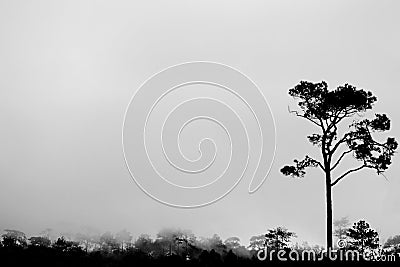 The BW silhouette tree. Stock Photo