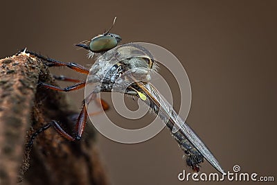 A Byson Robber Fly stay in the brach waiting prey to catch Stock Photo