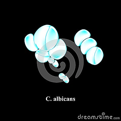 C. albicans candida. Pathogenic yeast-like fungi of the Candida type morphological structure. Vector illustration. Vector Illustration