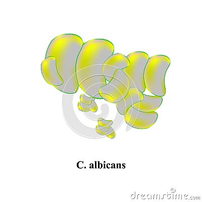 C. albicans candida. Pathogenic yeast-like fungi of the Candida type morphological structure. Vector illustration on Vector Illustration