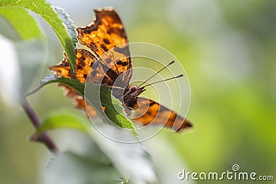 C-butterfly - Polygonia c-album Stock Photo