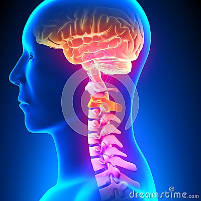 C2 Disc - Cervical Spine Stock Photo