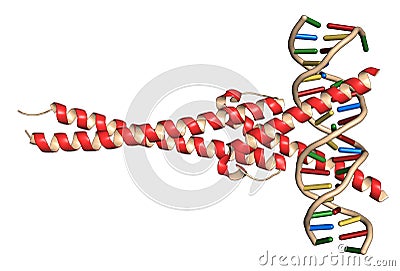 c-Myc and Max transcription factors bound to DNA. 3D illustration Cartoon Illustration