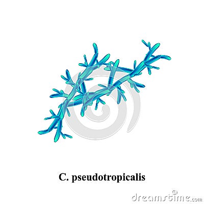 C. pseudotropicalis candida. Pathogenic yeast-like fungi of the Candida type morphological structure. Vector Vector Illustration