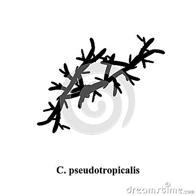 C. pseudotropicalis candida. Pathogenic yeast-like fungi of the Candida type morphological structure. Vector Vector Illustration