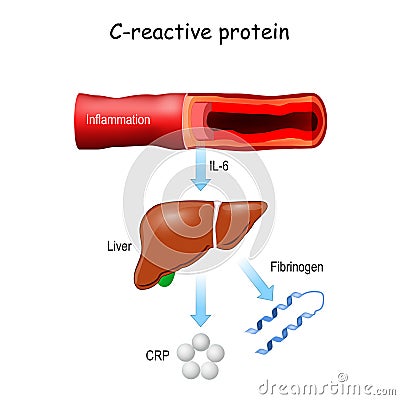 C-reactive protein CRP Vector Illustration