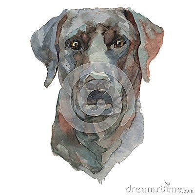 The ca de bestiar watercolor hand painted dog portrait Stock Photo