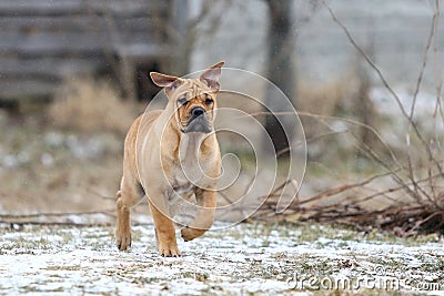 Ca de Bou Mallorquin Mastiff puppy dog Stock Photo