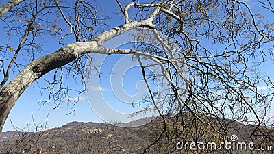 Caatinga biome: dry forest trees Petrolina, Pernambuco, Brazil Stock Photo