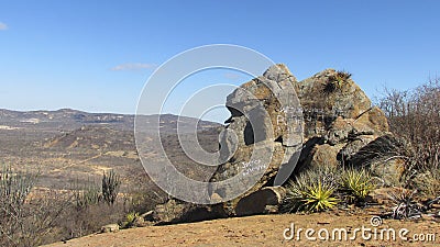 Caatinga biome: dry forest trees Petrolina, Pernambuco, Brazil Stock Photo