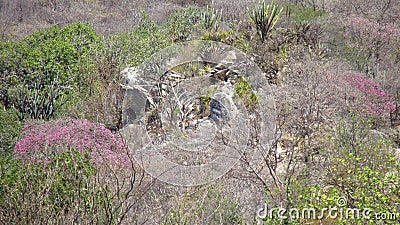 Caatinga biome: dry forest trees Petrolina, Pernambuco, Brazil Stock Photo