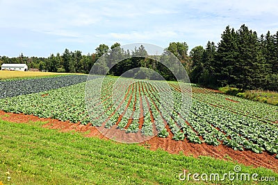 Cabage crops in rows on the field Stock Photo