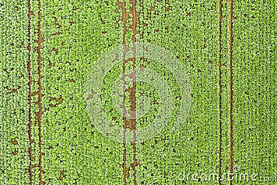 Cabage crops in rows on the field on summer day Stock Photo