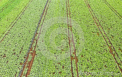 Cabage crops in rows on the field on summer day Stock Photo