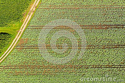 Cabage crops in rows on the field on summer day Stock Photo