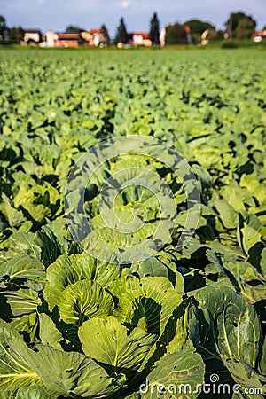 Cabage crops in rows on the field on summer day in rural area Stock Photo