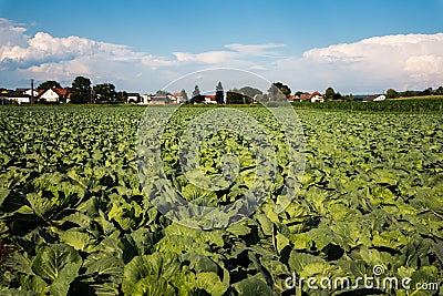 Cabage crops in rows on the field on summer day in rural area Stock Photo