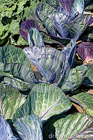 Fresh cabbage leaves and plant growing in garden Stock Photo