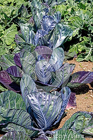 Fresh cabbage leaves and plant growing in garden Stock Photo