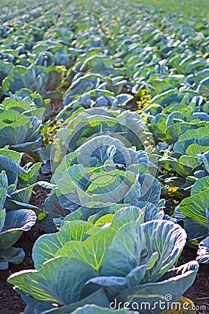 Cabage Field Rows. Farming Organic Cabbage. Cabbage on the Field Ready to Harvest. Stock Photo