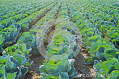 Cabage Field Rows. Farming Organic Cabbage. Cabbage on the Field Ready to Harvest. Stock Photo