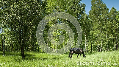 Caballo oscuro en el prado Caballo oscuro en el prado