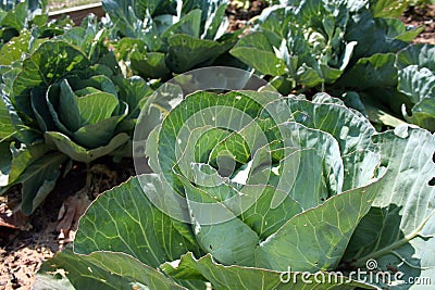 Cabbage Stock Photo