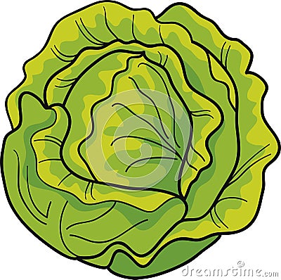 Cabbage Vector Illustration