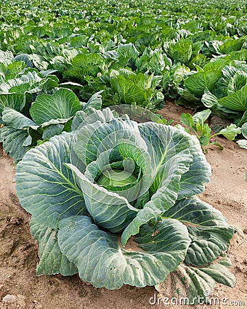 Cabbage Stock Photo