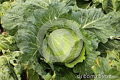 Cabbage Stock Photo