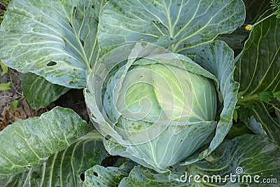 Cabbage background. Fresh cabbage from the garden. Grow Cabbage Organically Stock Photo