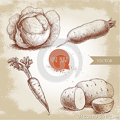 Cabbage, beet root, potatoes and carrot with leafs. Vector Illustration