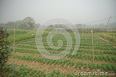 Cabbage is being harvested in vast field at Khirai, West Bengal, India. Cabbage, Brassica oleracea, is a leafy green biennial Stock Photo