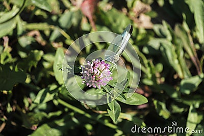 Cabbage butterfly plunged its proboscis in clover flower Stock Photo