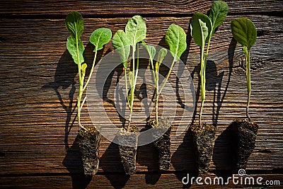 Cabbage cauliflower seedlings sprouts Stock Photo