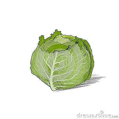 Cabbage color sketch draw isolated over white Vector Illustration