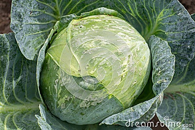 Cabbage damaged by caterpillars and slugs Stock Photo