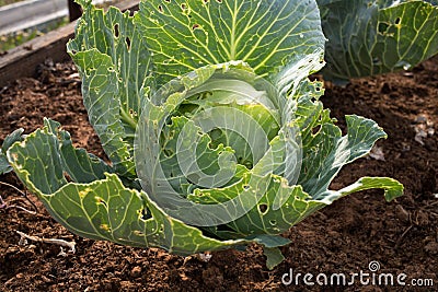 cabbage damaged or eaten by parasites, pests in the garden concept Stock Photo