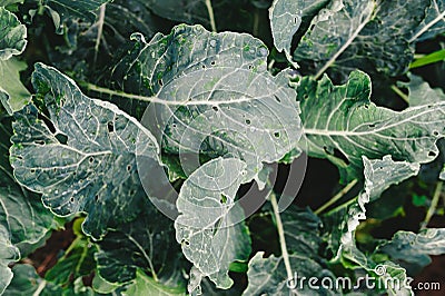 Cabbage damaged by insects Stock Photo