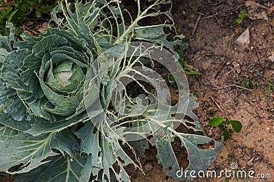 Cabbage that Damaged from Insects Pests in a Chemical-Free Backyard Vegetable Garden Stock Photo