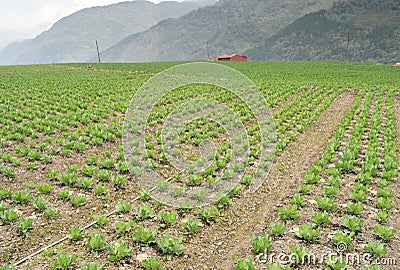 Cabbage farm Stock Photo