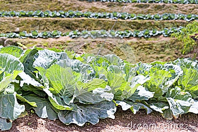 Cabbage Farm Stock Photo