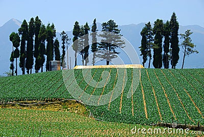 Cabbage farm of the fushoushan farm, Taiwan Stock Photo