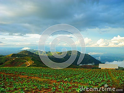 Cabbage farm at Phu Tub Berk. Stock Photo